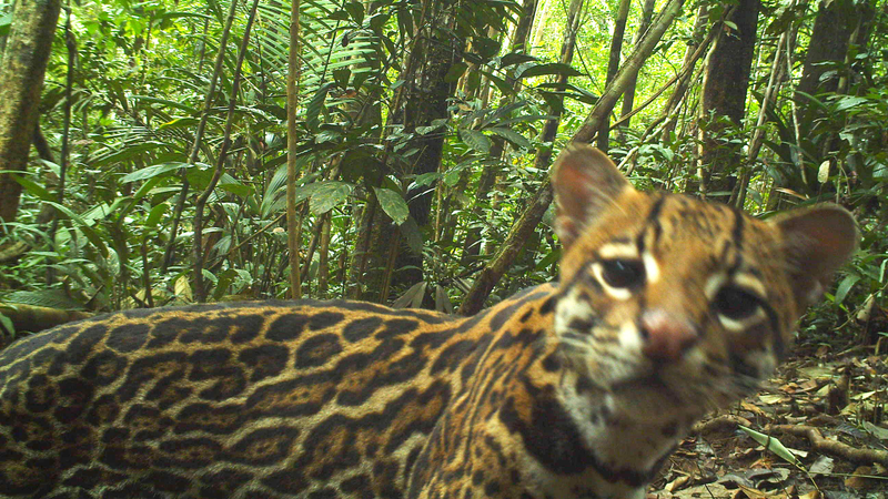 A curious ocelot photobombs one of the more than 100 cameras set up by University of East Anglia researchers. This kitty, however, isn’t one of the species responsible for ruining farmers’ crops.